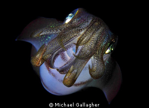 Reef squid at night, Komodo by Michael Gallagher 